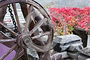 Old wheel from a cart on a background of red flowers