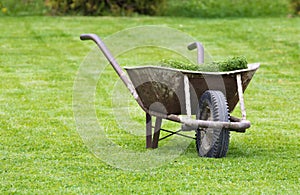 Old wheelbarrow on a lawn with fresh grass clippings in summer photo