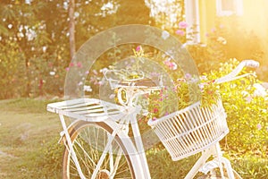 Old white bicycle and flower in  garden