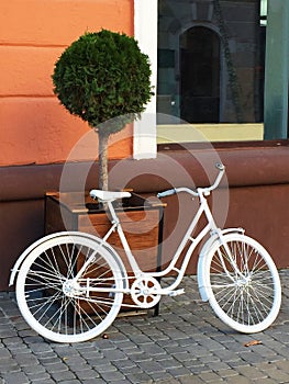 An old white bicycle parked near a pot with green tuya on the background of an orange wall of the house and a window