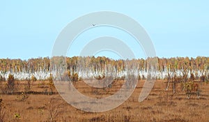 Old white birch tree and eagle bird, Lithuania