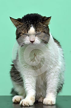 Old white and brown cat