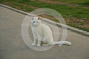An old  white cat homeless and strayed sitting on a sidewalk with connived very narrow eyes looking sad, tired and lonely