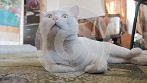 Old white cat lying on the floor in the room. old concept cat sick pet. the cat lies on the floor turns his head