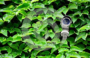 Old white cctv camera or surveillance on the wall with green leaf climbing plant background for monitoring in house area or public