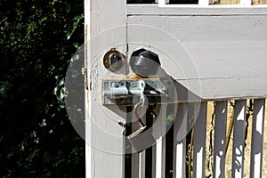 Old White Country Garden Door Lock and Bolt Detail