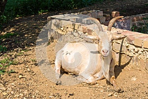 Old white goat looks the sun