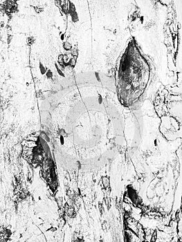Old white tree bark background