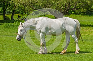 Old white horse