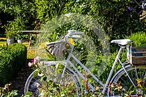 Old white painted bicycle in a garden with flowers in the summer