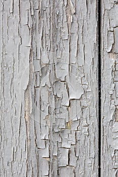 Old white painted plank with pilled layer of paint