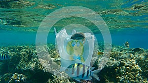 Old white plastic bag with yellow smiley drifting underwater near beautiful coral reef with tropical fish swimming around it. Plas