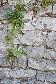 Old white stone wall and ivy background