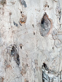 Old white tree bark background