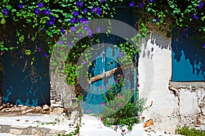 Old white wall with closed blue door and window overgrown with bindweed