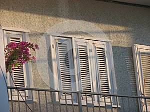 Old white windows with closed shutters and bougainvillea