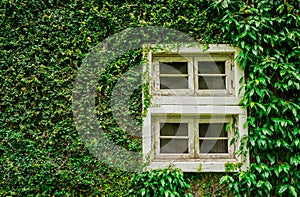 Old white wooden window with fully green plant on wall background