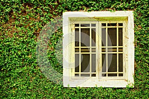 Old white wooden windows and ivy green leaves covered the wall background