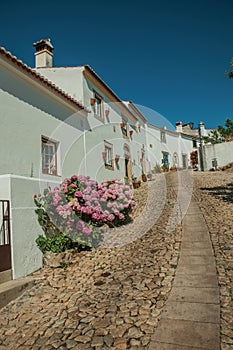 Old whitewashed houses and flowered shrubs in cobblestone alley