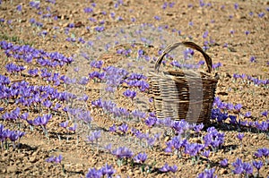 An old wicker basket in autumn crocus field