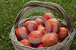 Old wicker basket with fresh red tomatoes