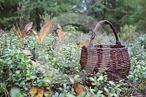 Old wicker basket standing in the grass in the forest, autumn da