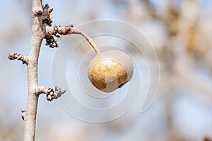 Old wield apple tree in nature