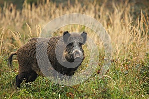 Old wild boar img