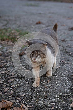 An old wild cat walks on the asphalt