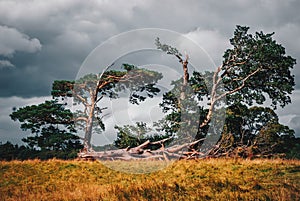 Old, wild tree in Killarney National Park, Ireland