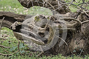 Old wild tree in the park