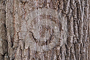 Old willow bark, close-up