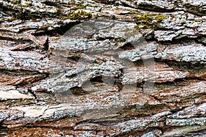 Old willow bark texture background close up