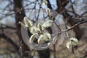 The old willow blossomed in the spring