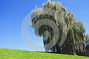 The old willow on green hill under blue sky. Sprinng is coming