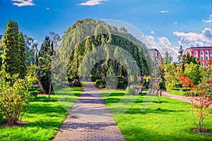 Old willow growing near the road at Holmen Cemetery in Copenhagen, Denmark