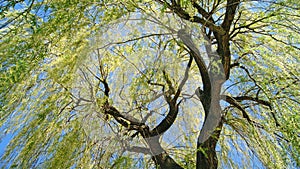 Old willow tree