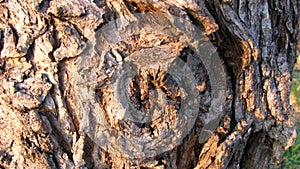 Old willow tree bark closeup