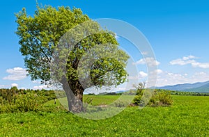 Old willow tree growing on a green meadow