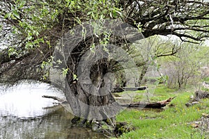 Old willow tree growing by the river