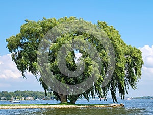 Old Willow Tree on Lake Peninsula