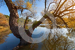 Old willow tree in lake at sunset