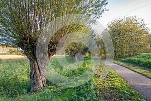 Old willow tree next to a path in a Dutch park