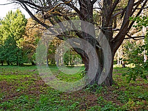 Old willow tree in the park