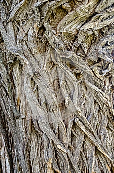 Old willow tree texture