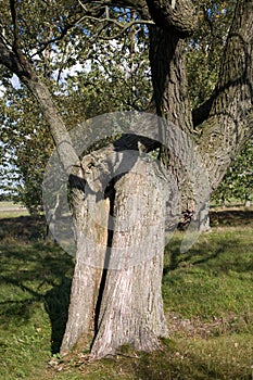 Old Willow tree trunk