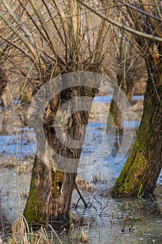 Old willow trees. Trunks and branches are visible, reflected in the water