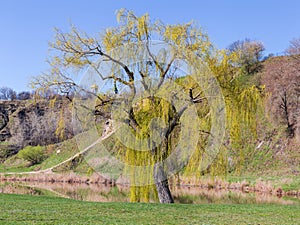 Old willow with young foliage and catkins on lake shore