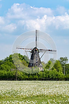 Old wind mill and pasture with wild blossoming flowers, Dutch countryside landscape