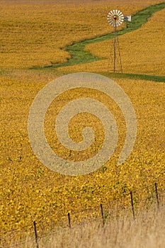 Old Windmill In A Bean Field